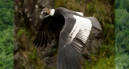 D-062 CONDOR